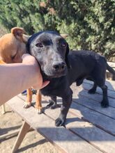 TÜCSÖK, Hund, Mischlingshund in Ungarn - Bild 1