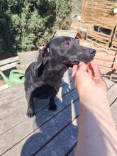 TÜCSÖK, Hund, Mischlingshund in Ungarn - Bild 2