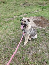 ARES, Hund, Mischlingshund in Bulgarien