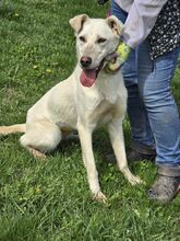 MINA, Hund, Mischlingshund in Bulgarien - Bild 2
