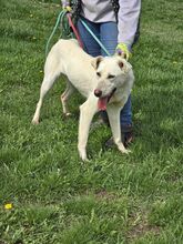 MINA, Hund, Mischlingshund in Bulgarien - Bild 4