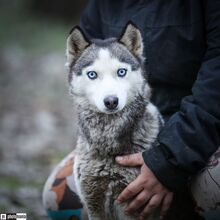 SOPHIE, Hund, Schlittenhund in Ungarn - Bild 1