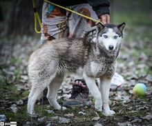 SOPHIE, Hund, Schlittenhund in Ungarn - Bild 2