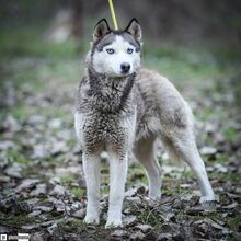 SOPHIE, Hund, Schlittenhund in Ungarn - Bild 3
