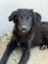 NOXIE, Hund, Mischlingshund in Rumänien - Bild 1