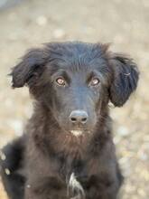 NOXIE, Hund, Mischlingshund in Rumänien - Bild 2