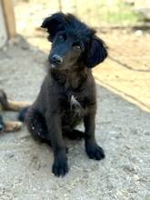 NOXIE, Hund, Mischlingshund in Rumänien - Bild 3