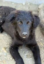NOXIE, Hund, Mischlingshund in Rumänien - Bild 5