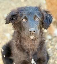 NOXIE, Hund, Mischlingshund in Rumänien - Bild 6