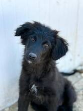 NOXIE, Hund, Mischlingshund in Rumänien - Bild 7