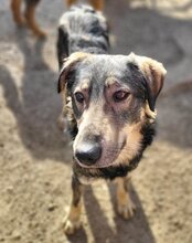 MILI, Hund, Herdenschutzhund-Mix in Kroatien - Bild 1