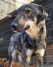 MILI, Hund, Herdenschutzhund-Mix in Kroatien - Bild 10