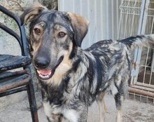 MILI, Hund, Herdenschutzhund-Mix in Kroatien - Bild 11