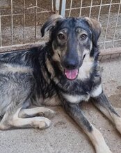 MILI, Hund, Herdenschutzhund-Mix in Kroatien - Bild 12