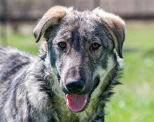 MILI, Hund, Herdenschutzhund-Mix in Kroatien - Bild 13