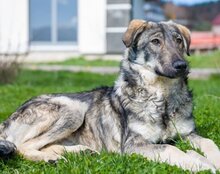 MILI, Hund, Herdenschutzhund-Mix in Kroatien - Bild 14