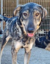 MILI, Hund, Herdenschutzhund-Mix in Kroatien - Bild 15