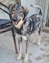 MILI, Hund, Herdenschutzhund-Mix in Kroatien - Bild 16