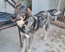 MILI, Hund, Herdenschutzhund-Mix in Kroatien - Bild 17