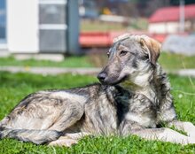 MILI, Hund, Herdenschutzhund-Mix in Kroatien - Bild 19