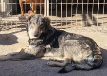MILI, Hund, Herdenschutzhund-Mix in Kroatien - Bild 2