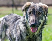 MILI, Hund, Herdenschutzhund-Mix in Kroatien - Bild 20