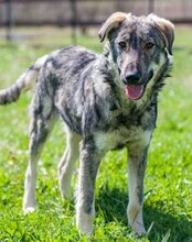 MILI, Hund, Herdenschutzhund-Mix in Kroatien - Bild 21