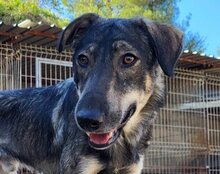 MILI, Hund, Herdenschutzhund-Mix in Kroatien - Bild 3