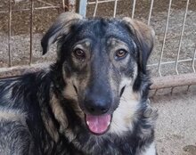 MILI, Hund, Herdenschutzhund-Mix in Kroatien - Bild 4
