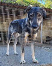 MILI, Hund, Herdenschutzhund-Mix in Kroatien - Bild 5