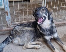 MILI, Hund, Herdenschutzhund-Mix in Kroatien - Bild 6