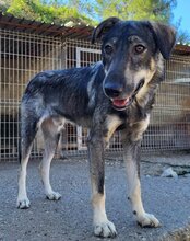 MILI, Hund, Herdenschutzhund-Mix in Kroatien - Bild 7