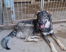 MILI, Hund, Herdenschutzhund-Mix in Kroatien - Bild 8