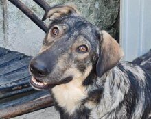 MILI, Hund, Herdenschutzhund-Mix in Kroatien - Bild 9