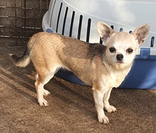 NIKI, Hund, Chihuahua in Weilheim - Bild 1
