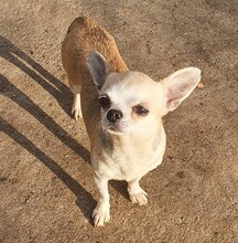 NIKI, Hund, Chihuahua in Weilheim - Bild 2