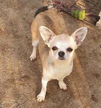 NIKI, Hund, Chihuahua in Weilheim - Bild 3