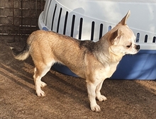 NIKI, Hund, Chihuahua in Weilheim - Bild 4