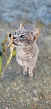 POMMY, Katze, Europäisch Kurzhaar in Zypern - Bild 1