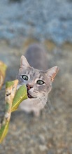 POMMY, Katze, Europäisch Kurzhaar in Zypern - Bild 2