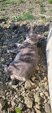 POMMY, Katze, Europäisch Kurzhaar in Zypern - Bild 3