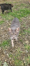 POMMY, Katze, Europäisch Kurzhaar in Zypern - Bild 4