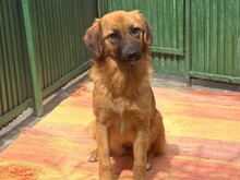DAVINA, Hund, Mischlingshund in Rumänien - Bild 1