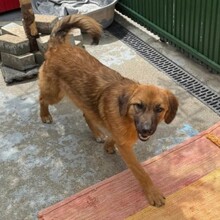 DAVINA, Hund, Mischlingshund in Rumänien - Bild 3
