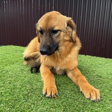 DAVINA, Hund, Mischlingshund in Rumänien - Bild 4