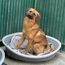DAVINA, Hund, Mischlingshund in Rumänien - Bild 5