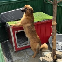 DAVINA, Hund, Mischlingshund in Rumänien - Bild 6