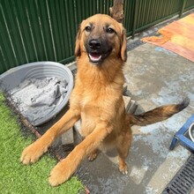 DAVINA, Hund, Mischlingshund in Rumänien - Bild 7