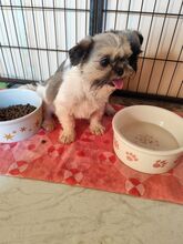 JODY, Hund, Shih Tzu-Mix in Slowakische Republik - Bild 1