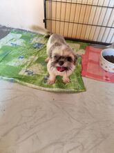 JODY, Hund, Shih Tzu-Mix in Slowakische Republik - Bild 2